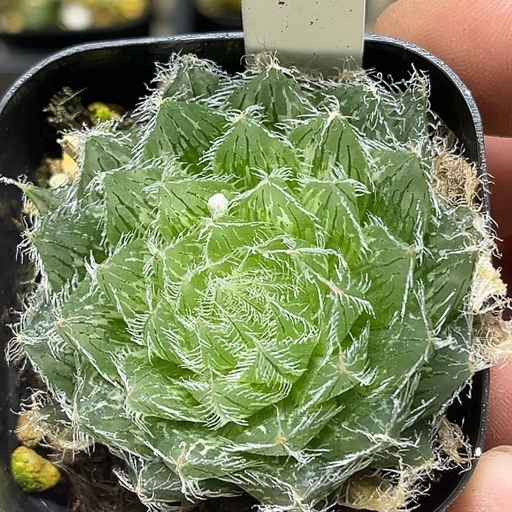 403塞米维亚玉露锦