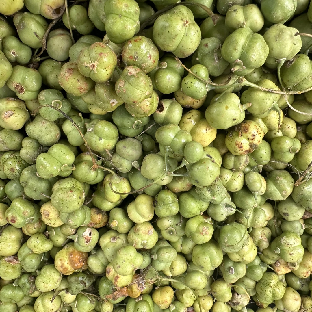 【卓群姐姐】恩施黄精种子球多花高杆不倒苗黄精种子老虎姜种球