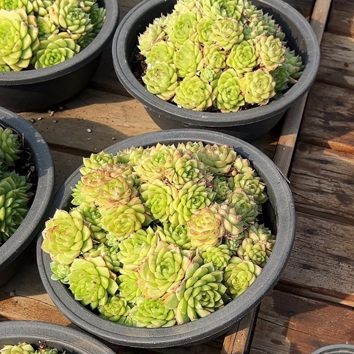 大盆            红女王