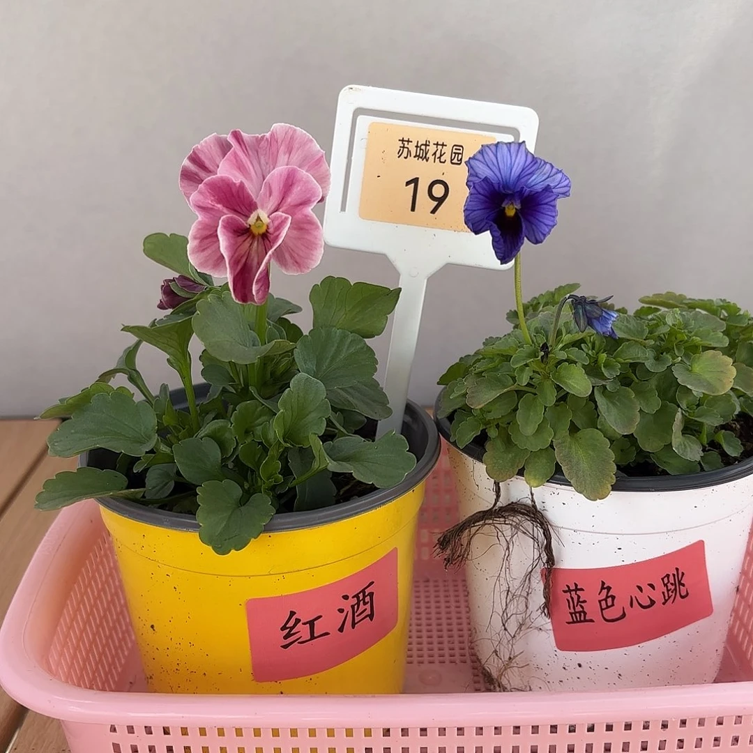 大部分开放少量花苞19