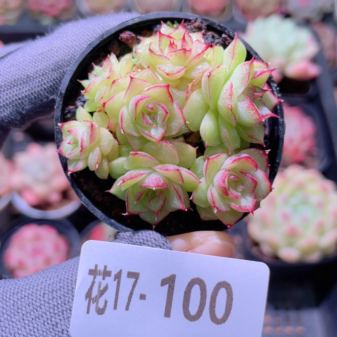 花利美17-100麦秆