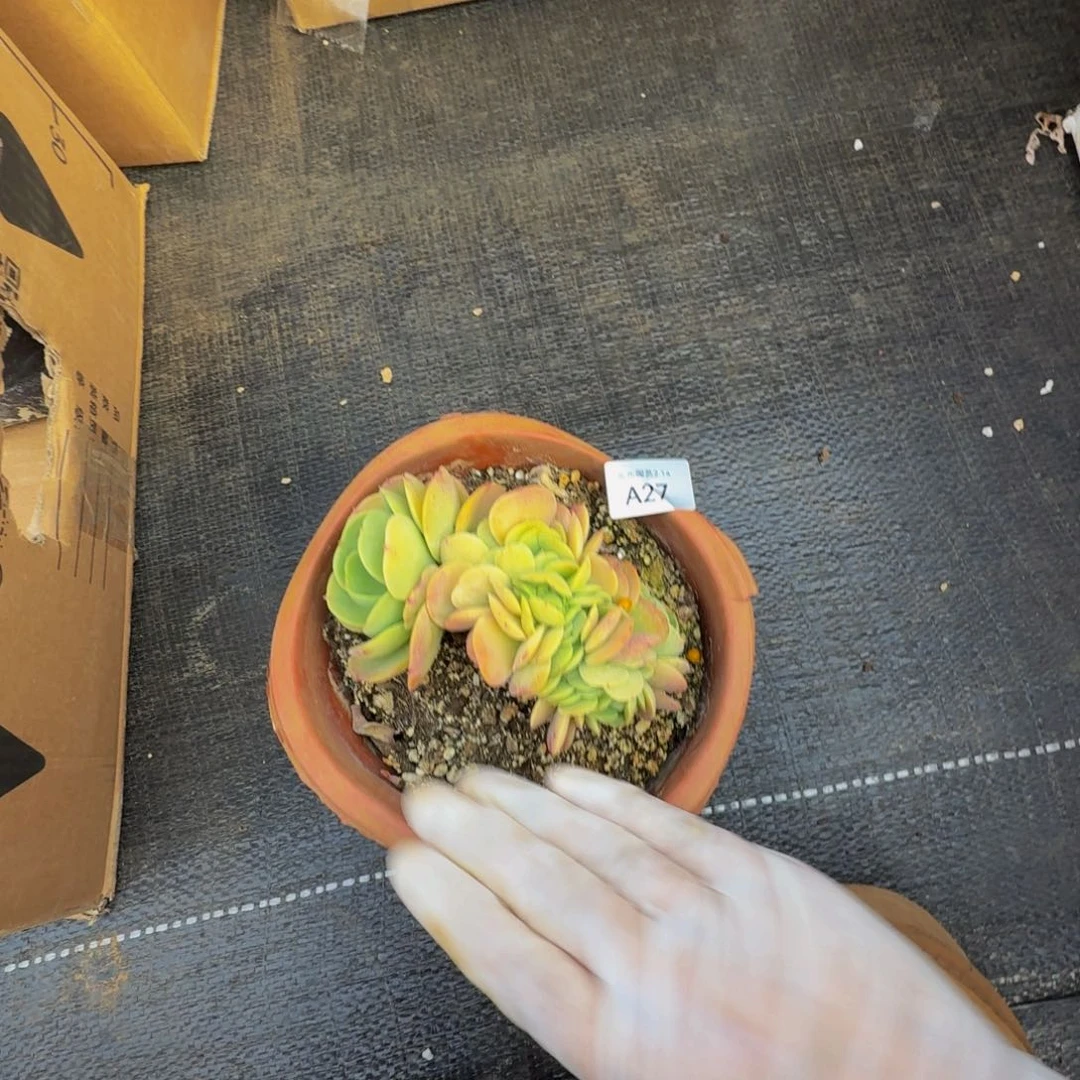 a a a a a a a a a 27