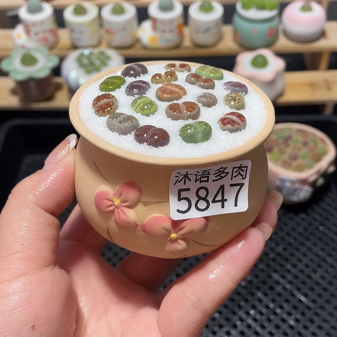 带盆土植物 一物一拍5847