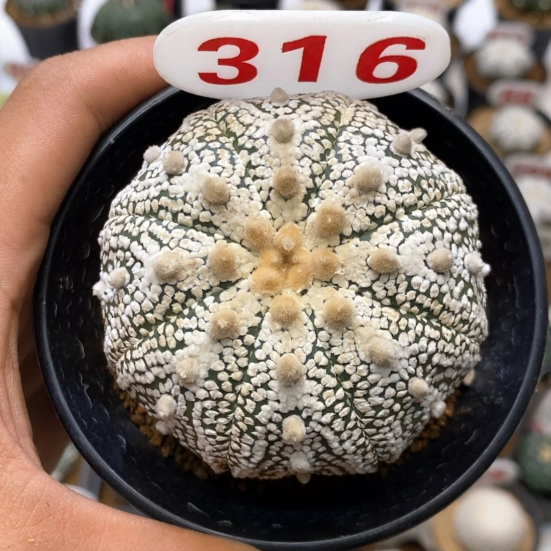 316奇迹福利特价咯