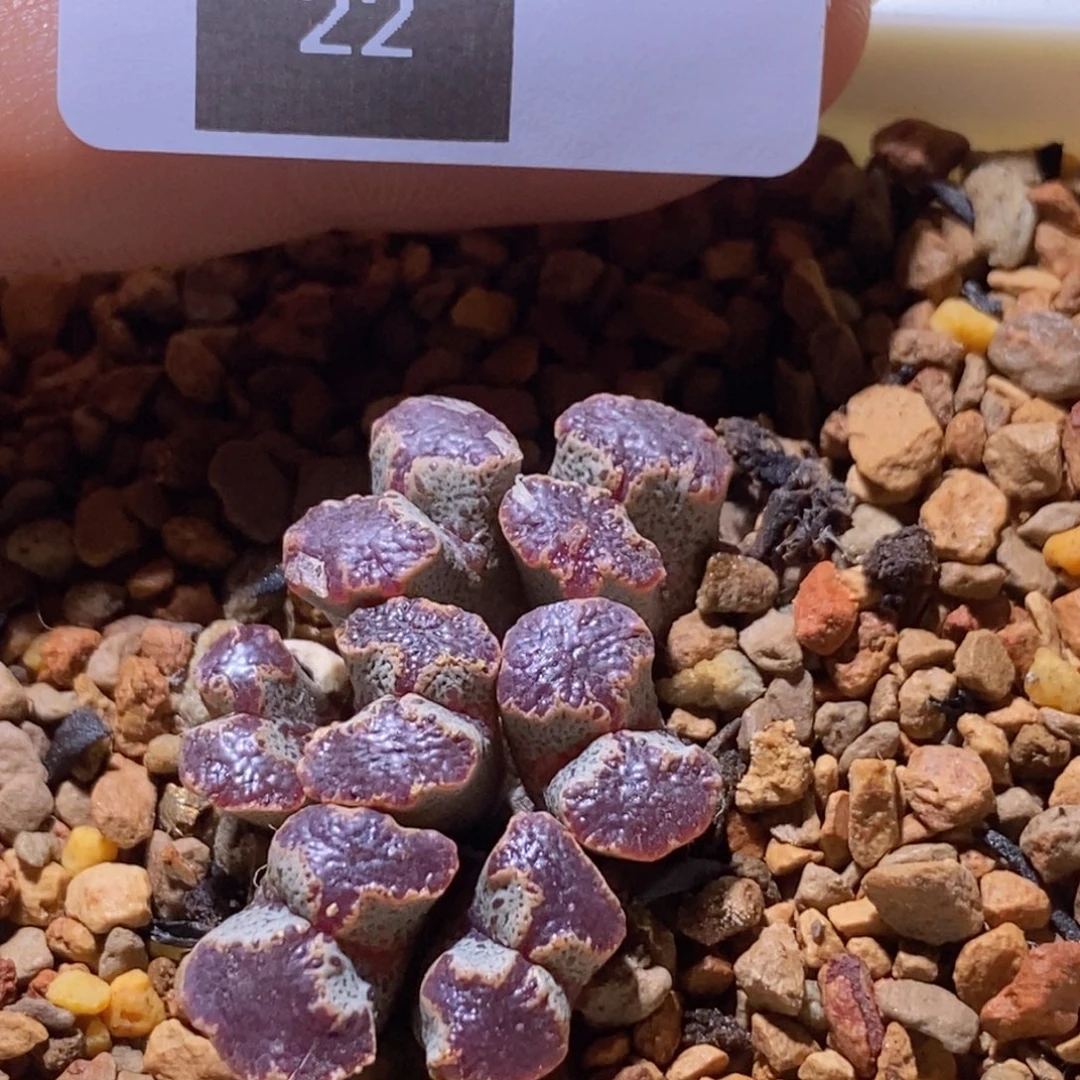 i***包8-22好看好看超蝶