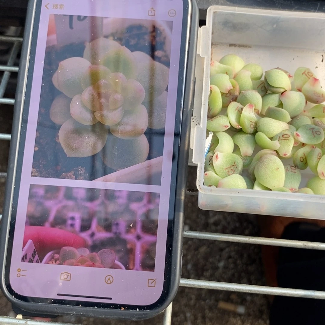 甜心t0叶片一个多肉