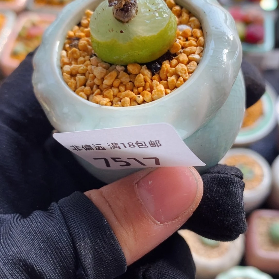 7517-一物一拍 带盆 O泡