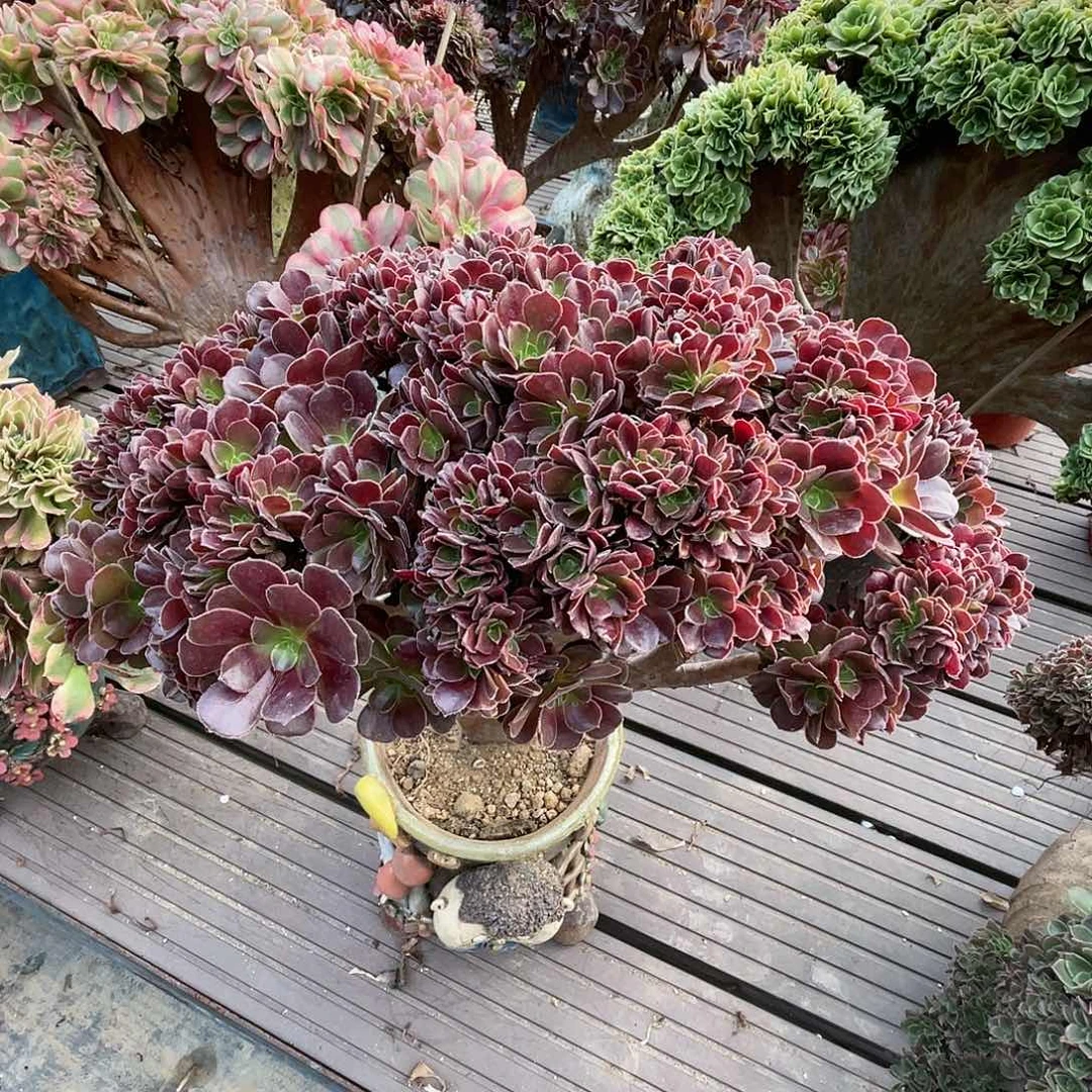 【闪购商品】无花朵玫瑰朵朵