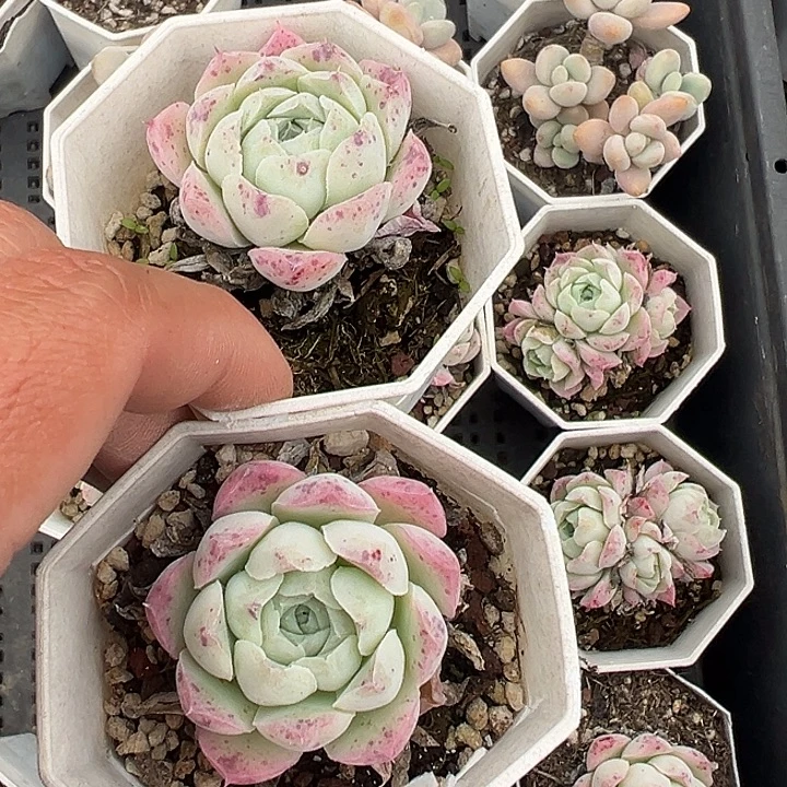 沁心单头到手2颗量拍多肉满18元包邮