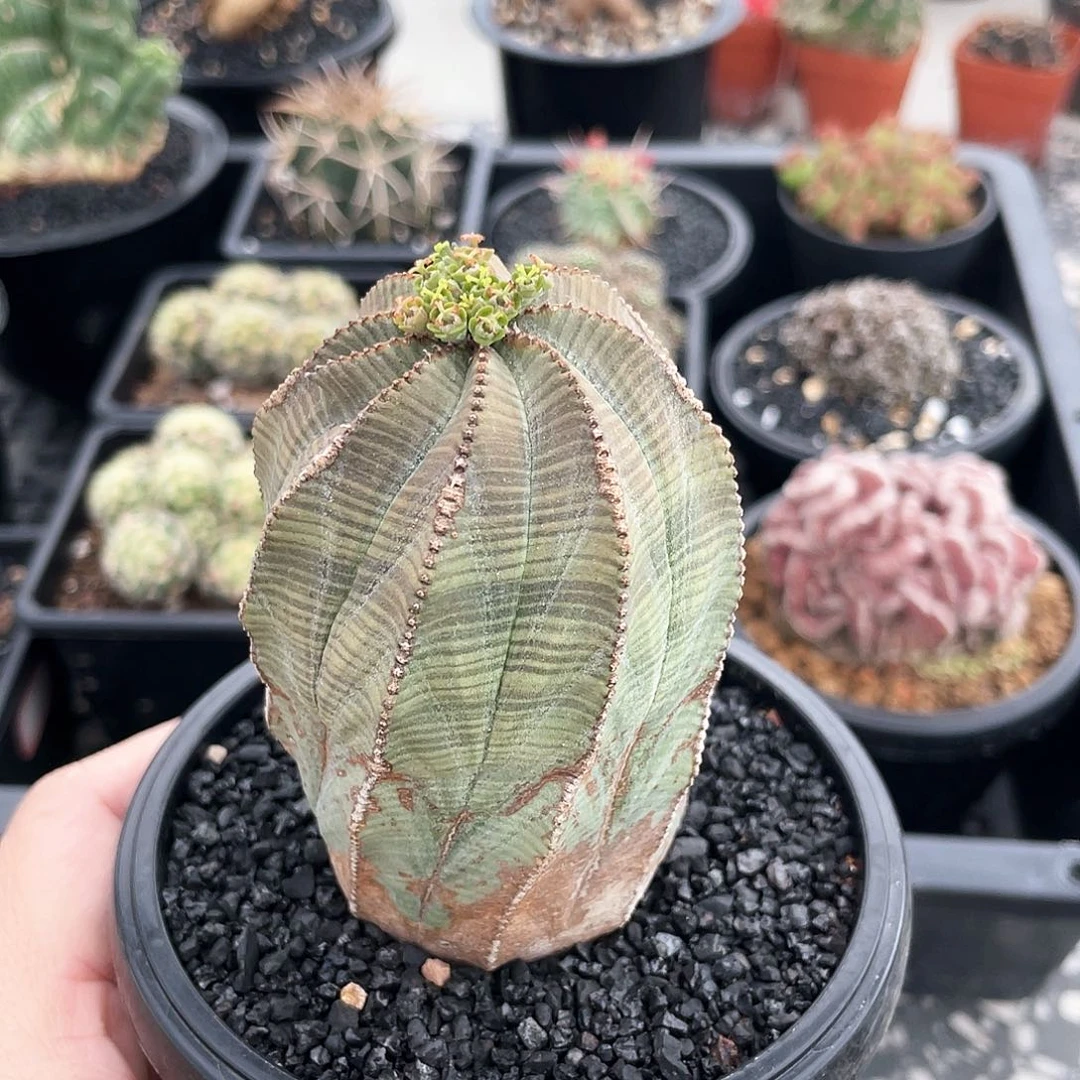 66666666666666666666