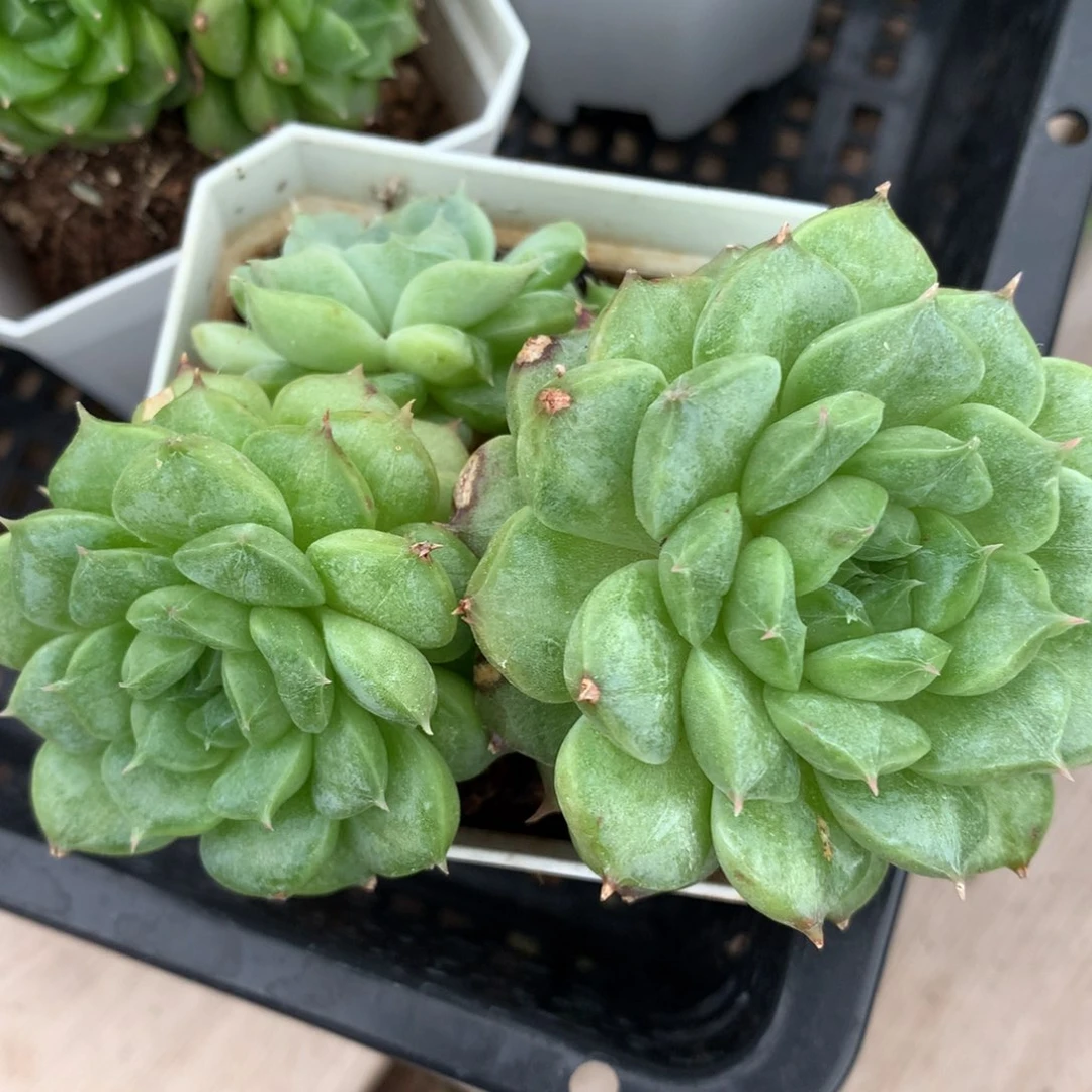 0602-105 珍妮优选