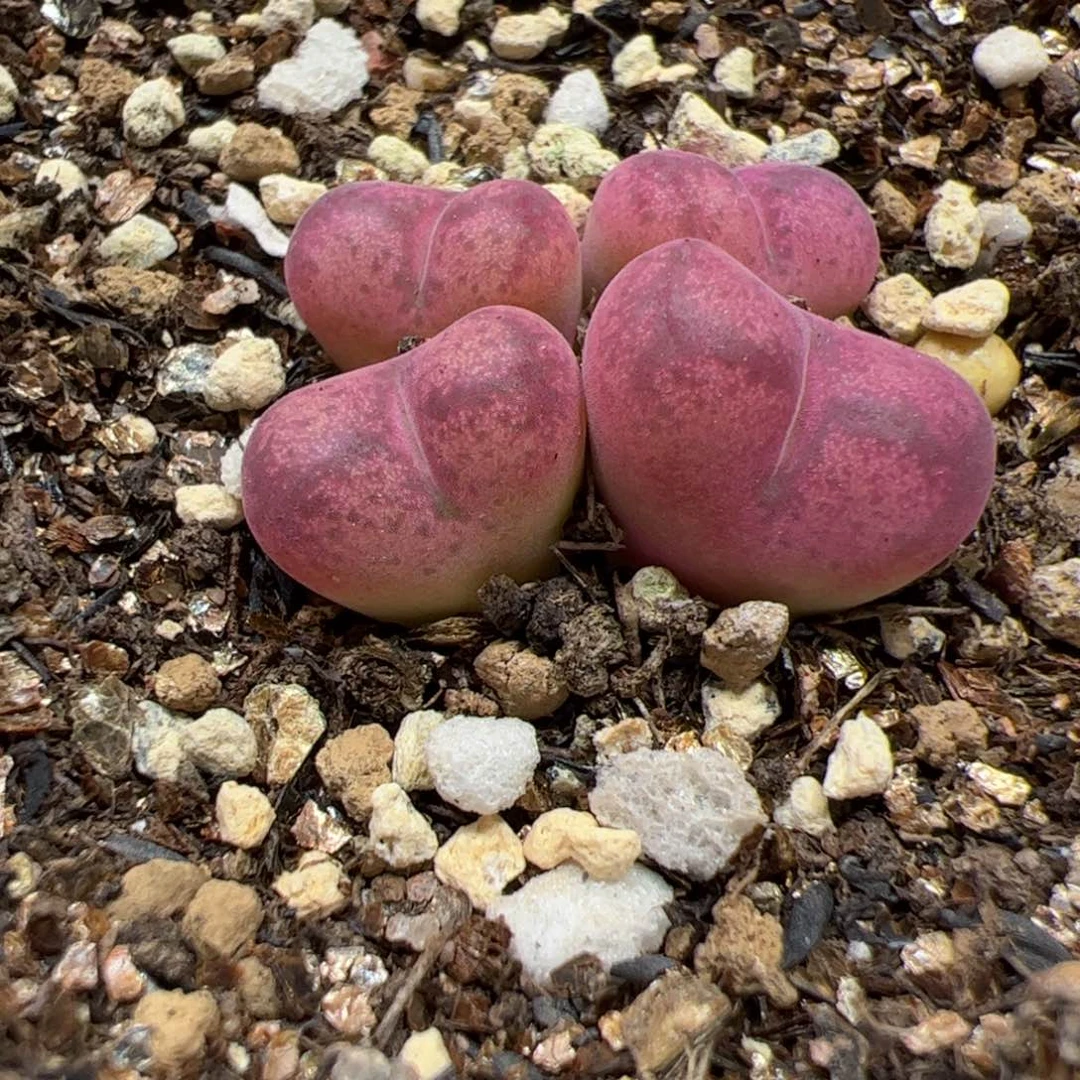 【闪购商品】?****?245 带盆