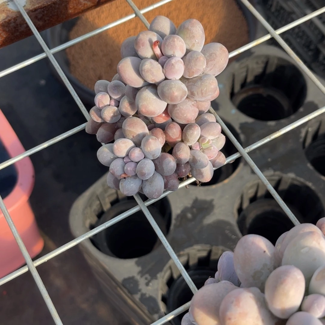 拿***下汤圆，多头，姐发货