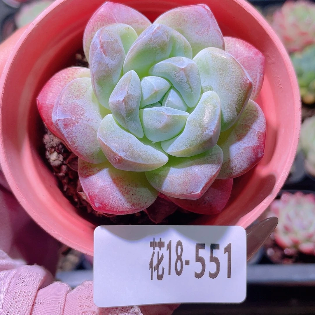 花利美18-551冰玉