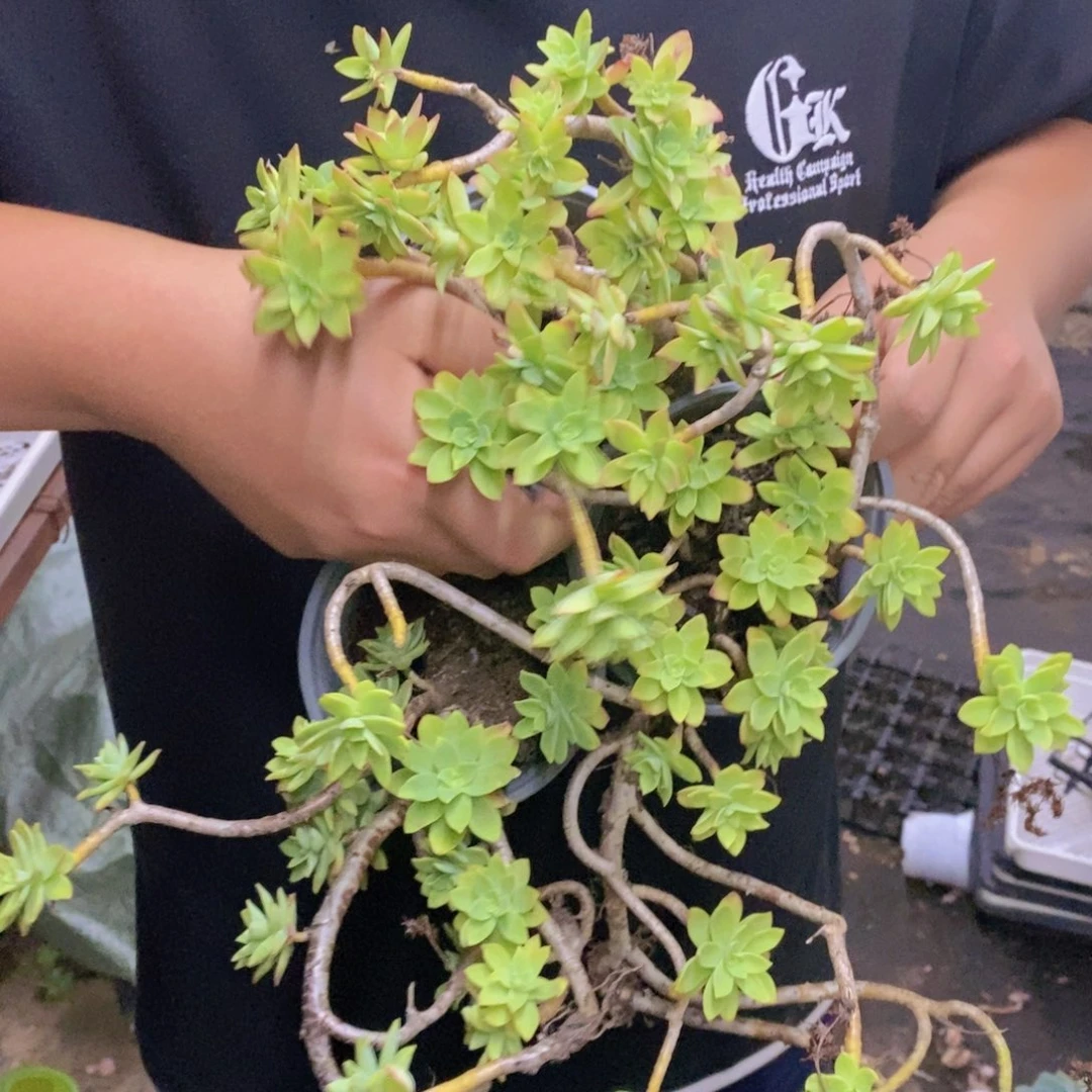 薄化妆整桩三盆，120杯