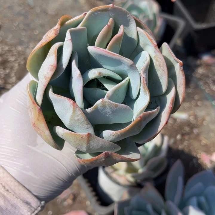 爱***赢国版奶茶一颗单头