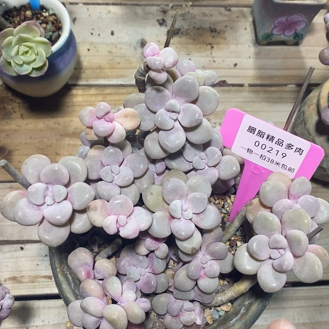 00219口人肯提拔呕吐哦哦哦哦