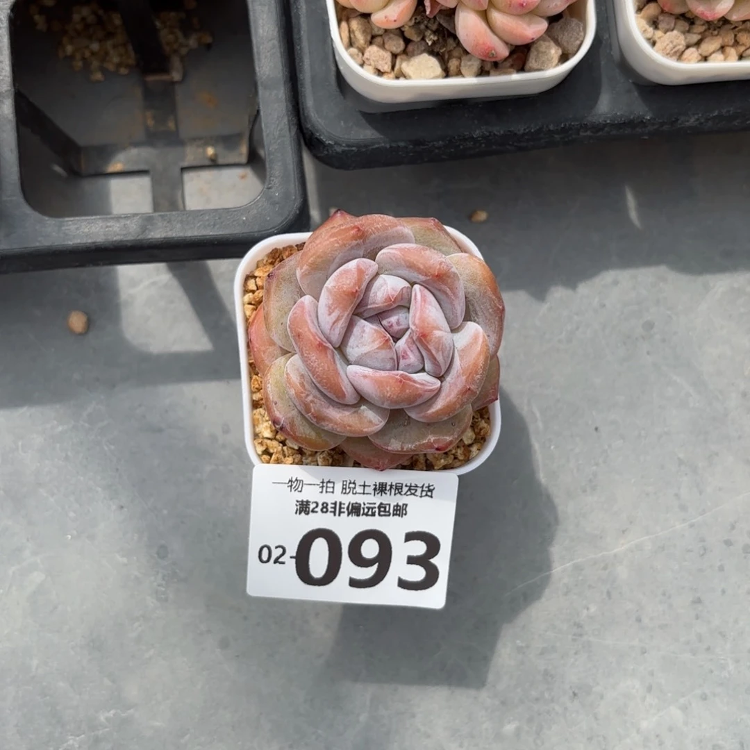 石榴籽单头多肉多肉