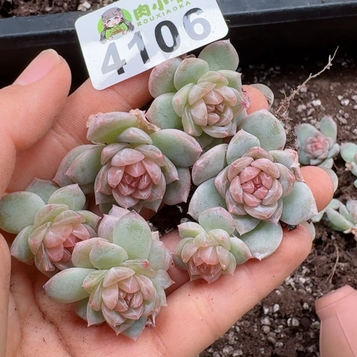 小*婆多肉植物多肉植物