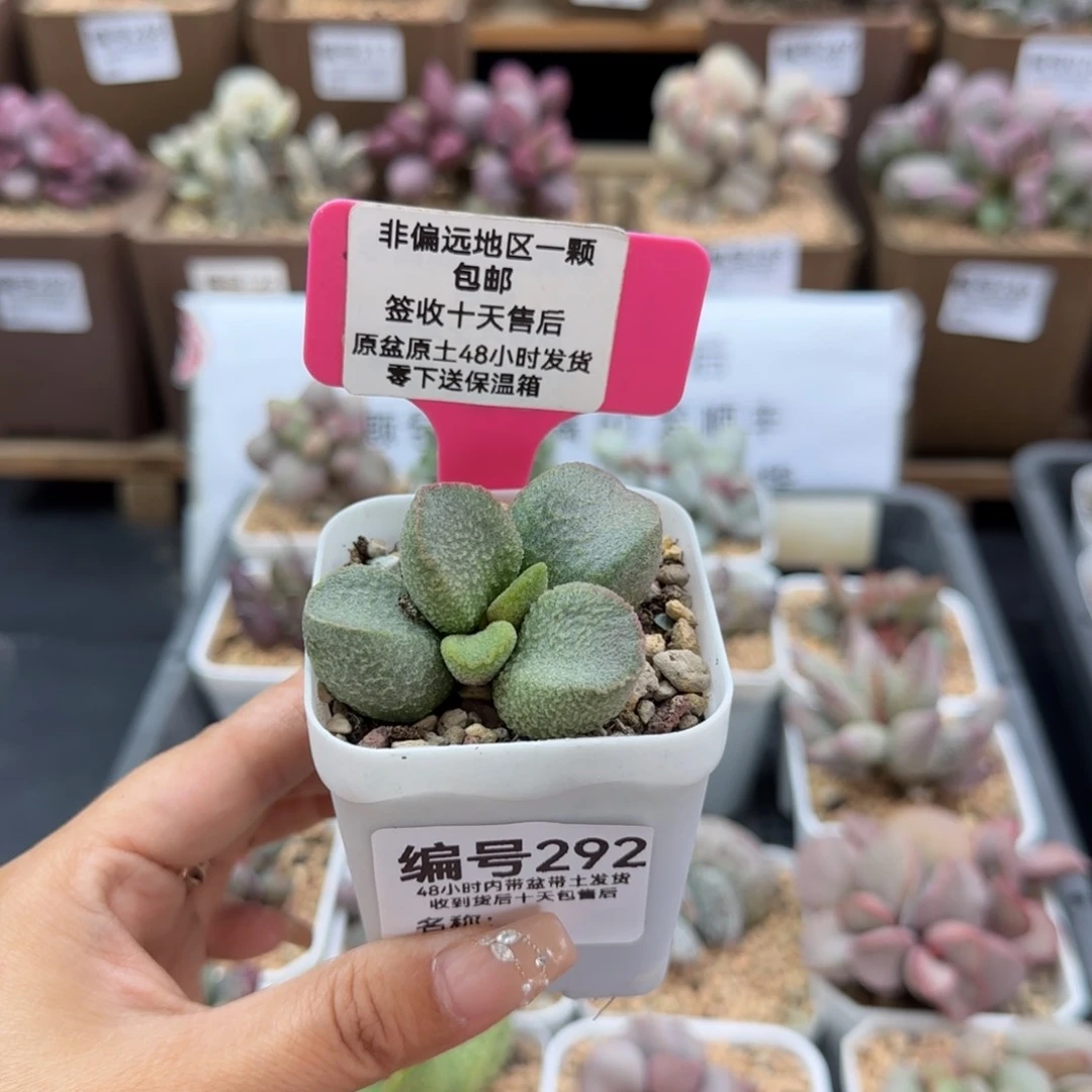 馨*292赛猪肝多肉植物