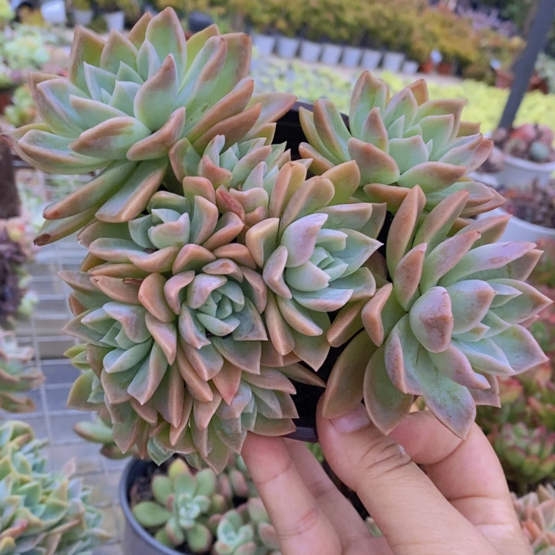 哈利沃森朵朵型一盆
