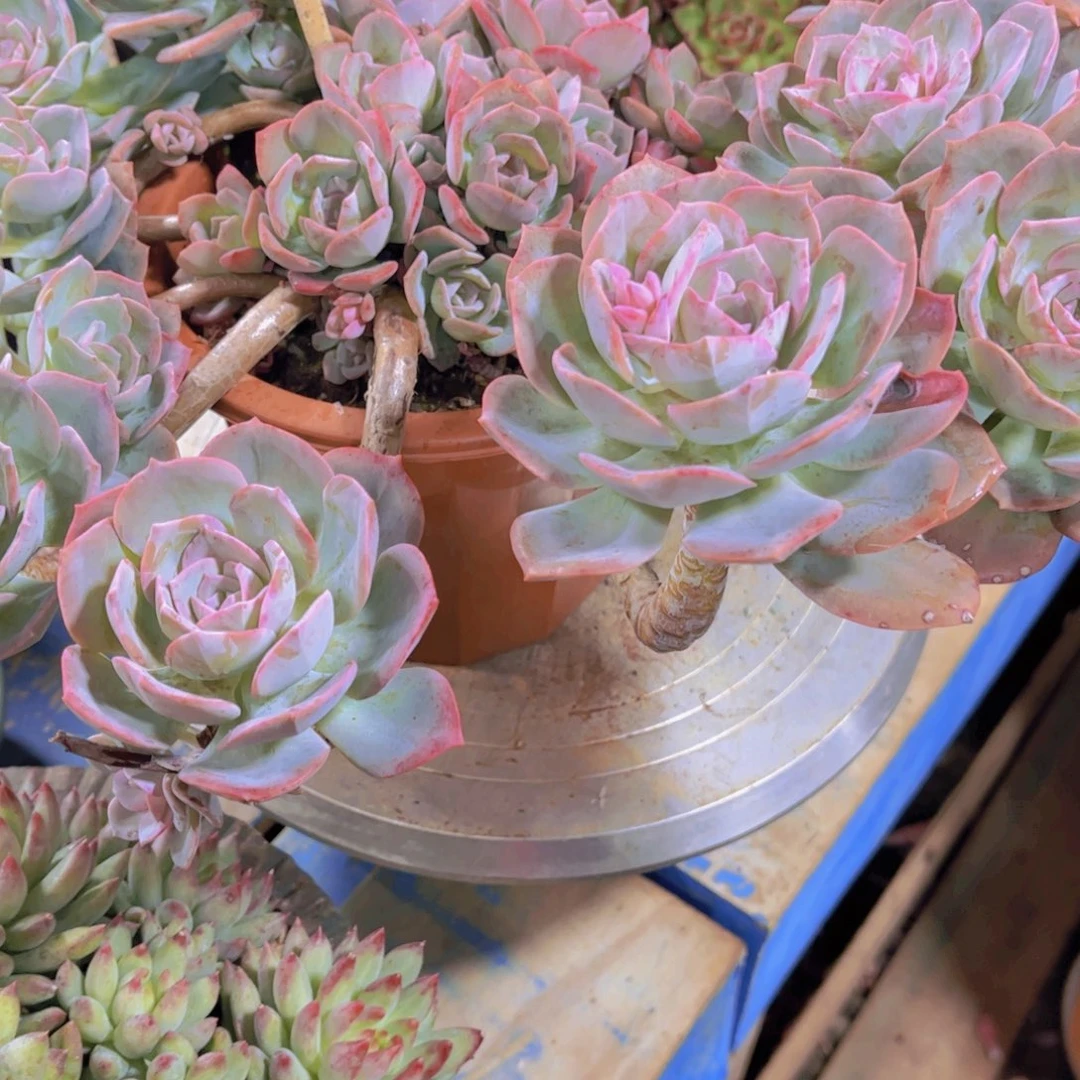 森***＊多肉植物保护研究所所长