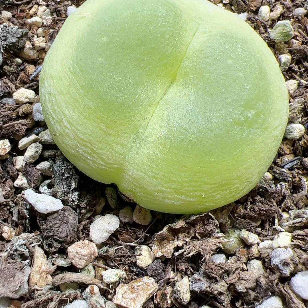 【闪购商品】177 福利大拉登3cm
