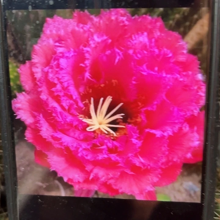 荣耀之花20包邮仙人球瑕29