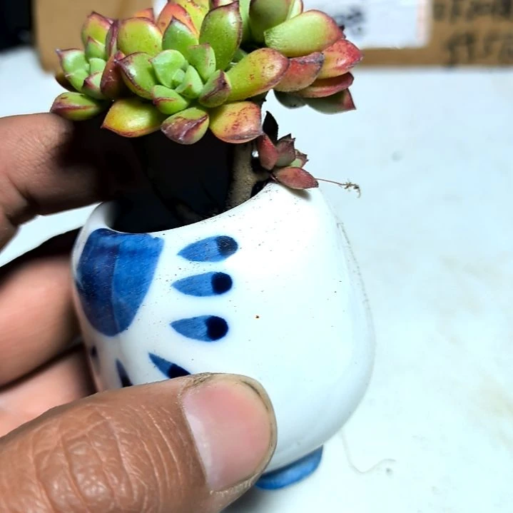 满6元包邮，酥皮鸭多头多肉