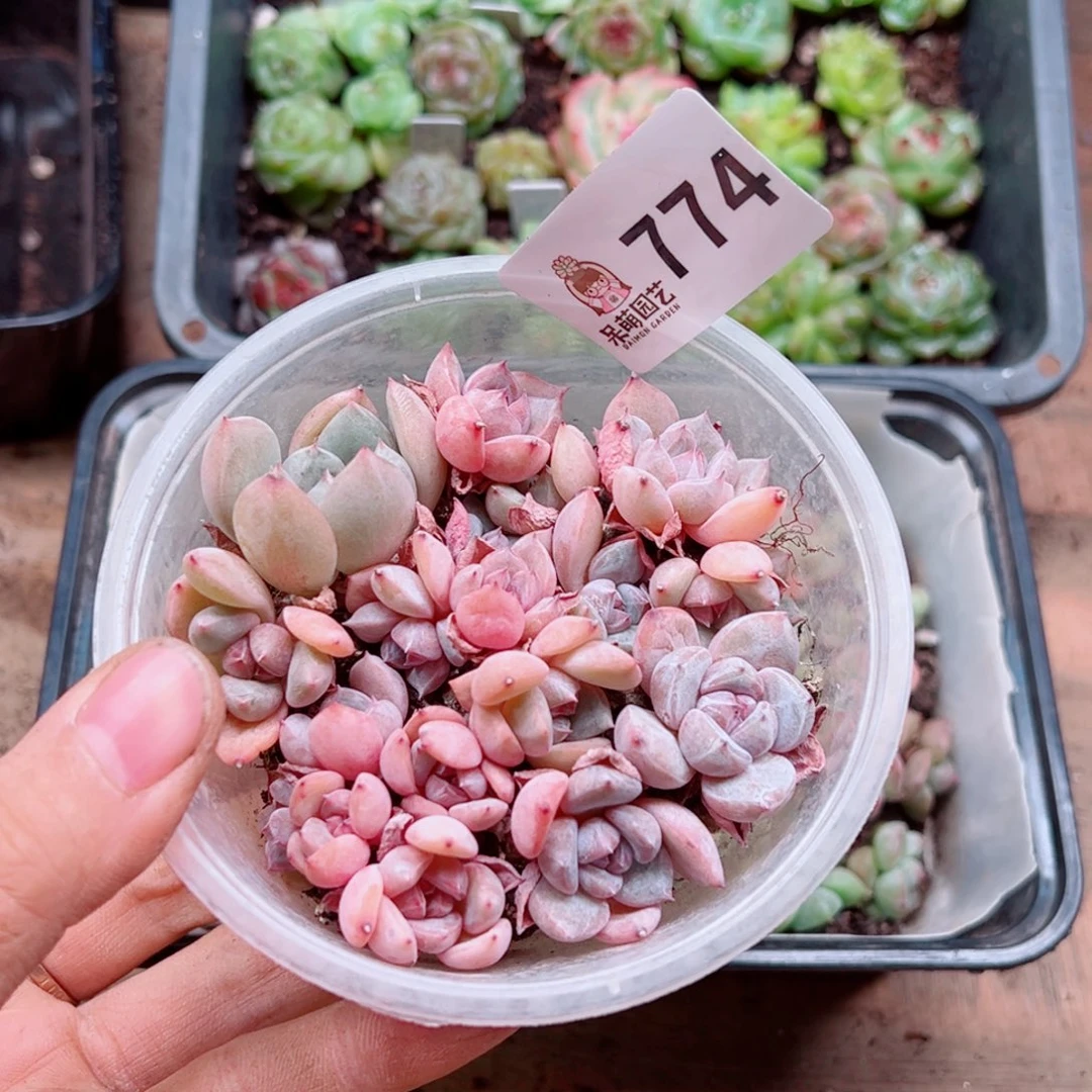 静多肉植物多肉植物