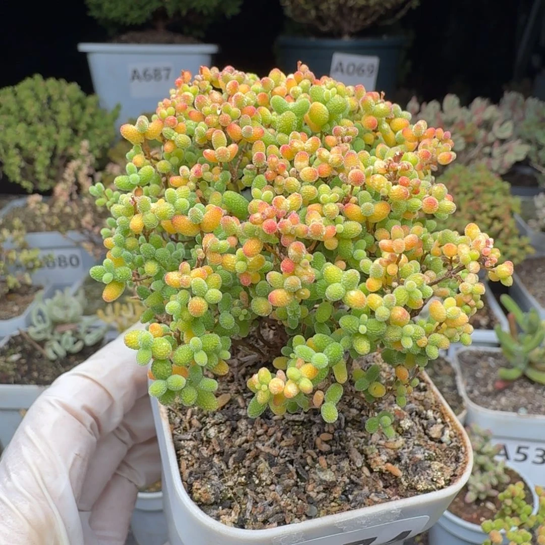 A074蜜橘糖球一物一拍