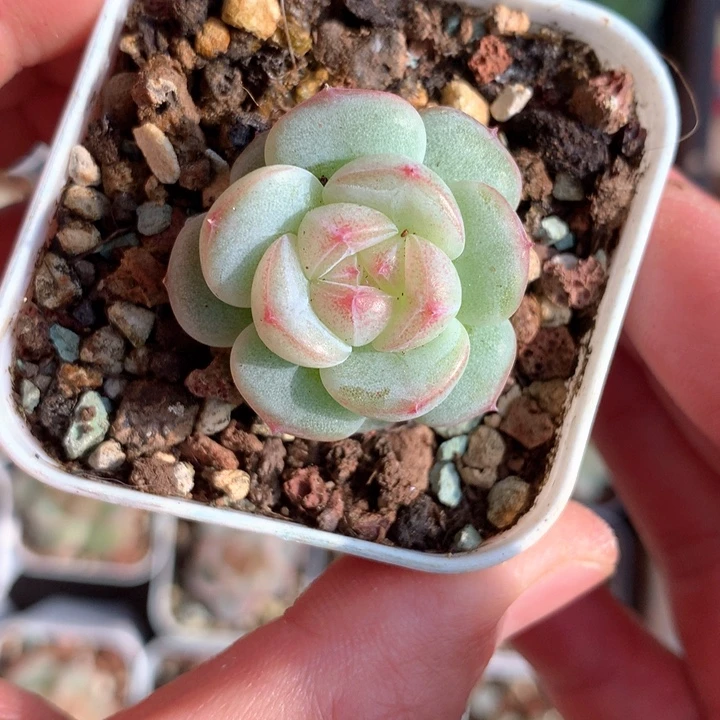 圆叶白心。       27号