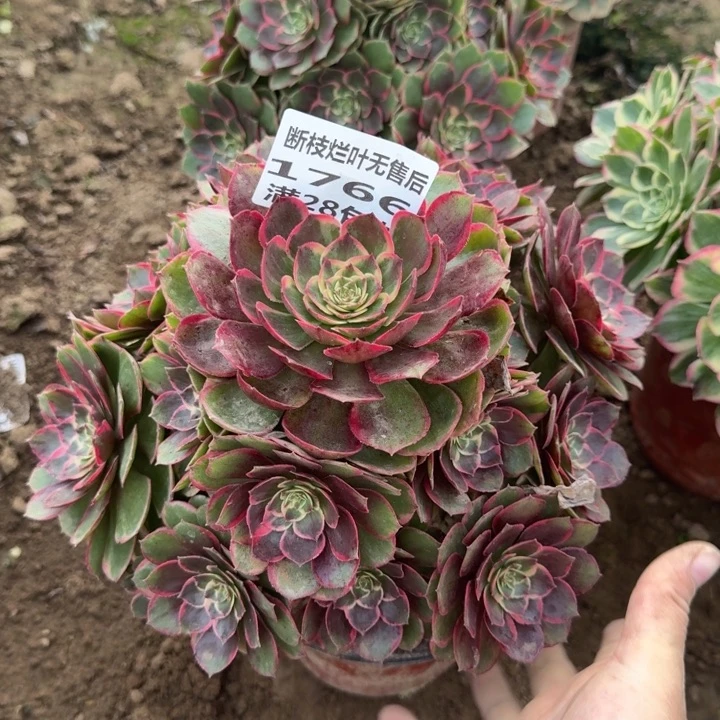 1766二号棚粉花妖A