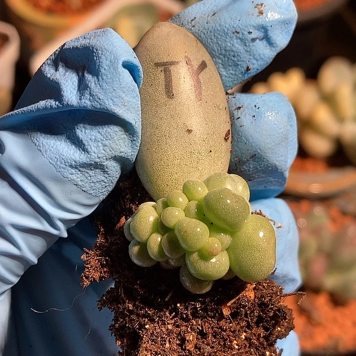 汤圆锦多肉植物多肉
