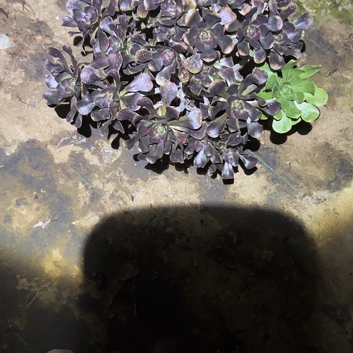 不包侧枝一物一拍29