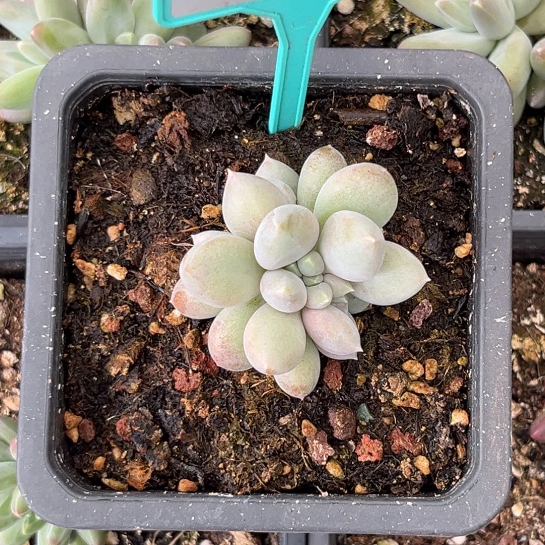 多肉植物哥特群386