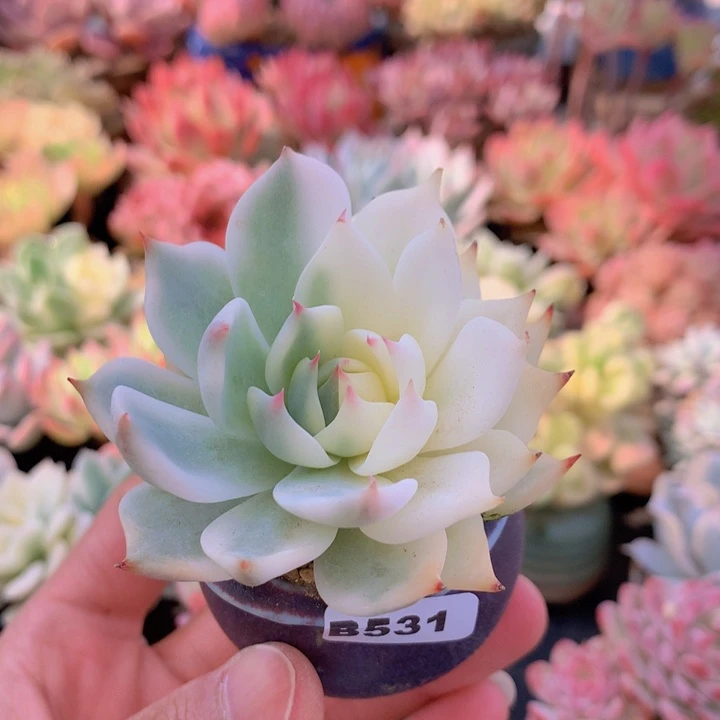 一物一拍满含盆土满38包邮B531