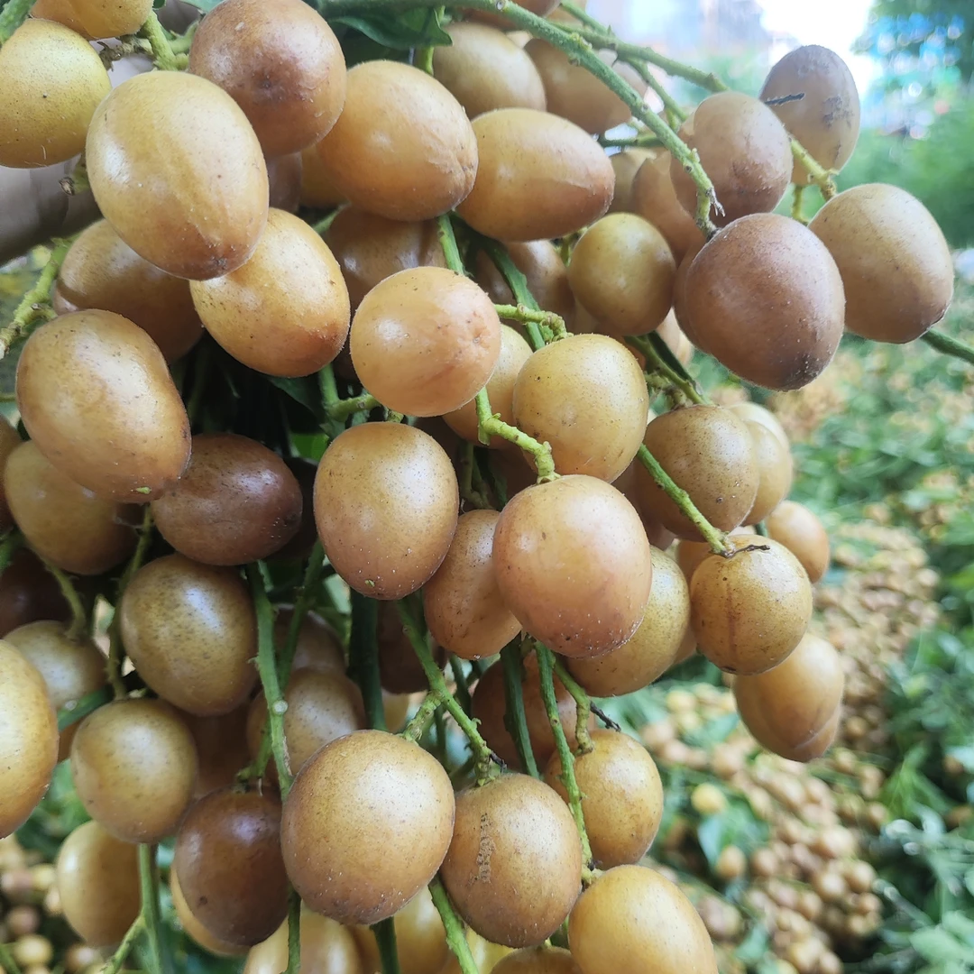 黑金刚黄皮（顺丰快递）