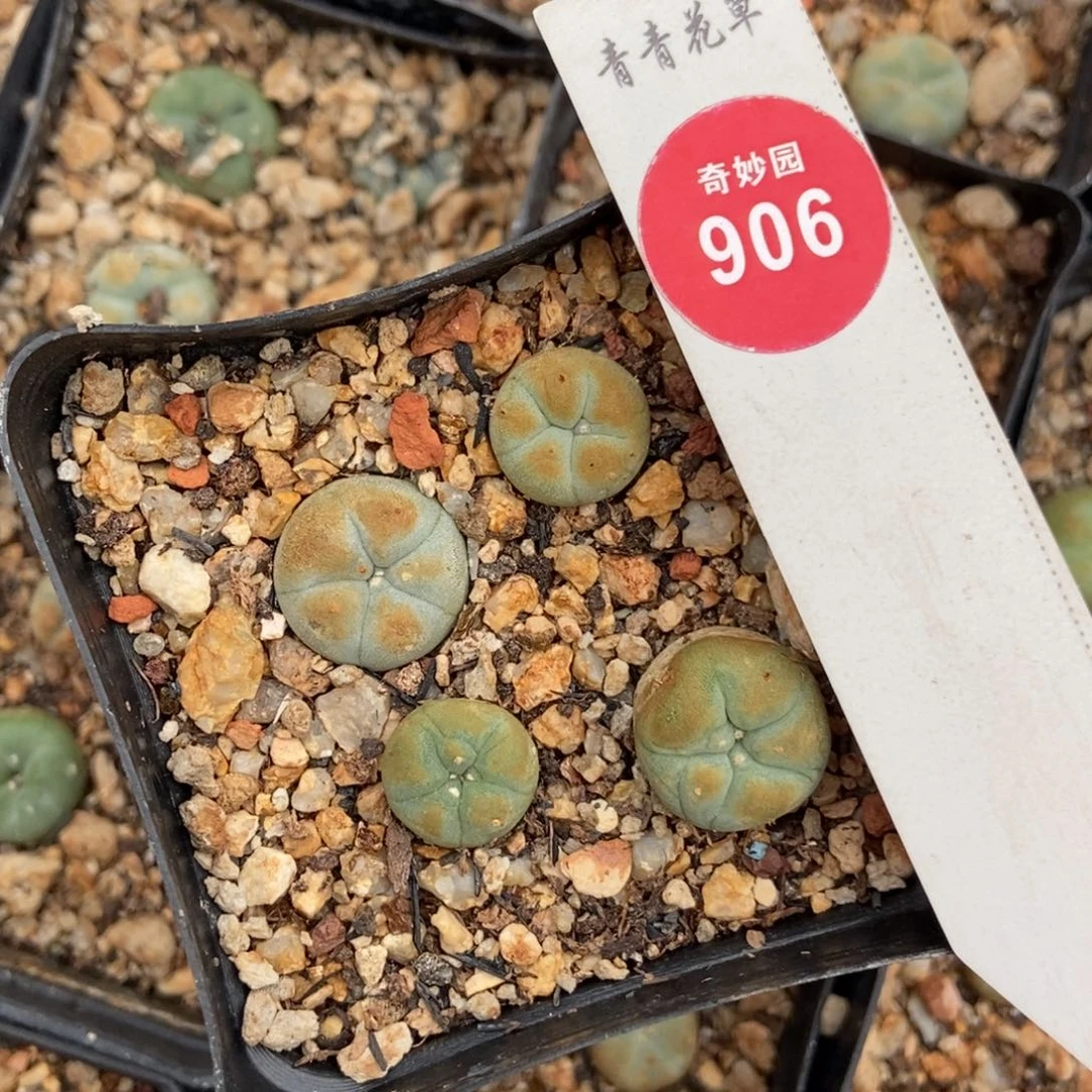 实生特白肌海鲜一盒打包