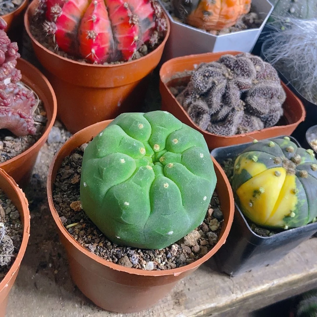 奇仙玉一物一拍，