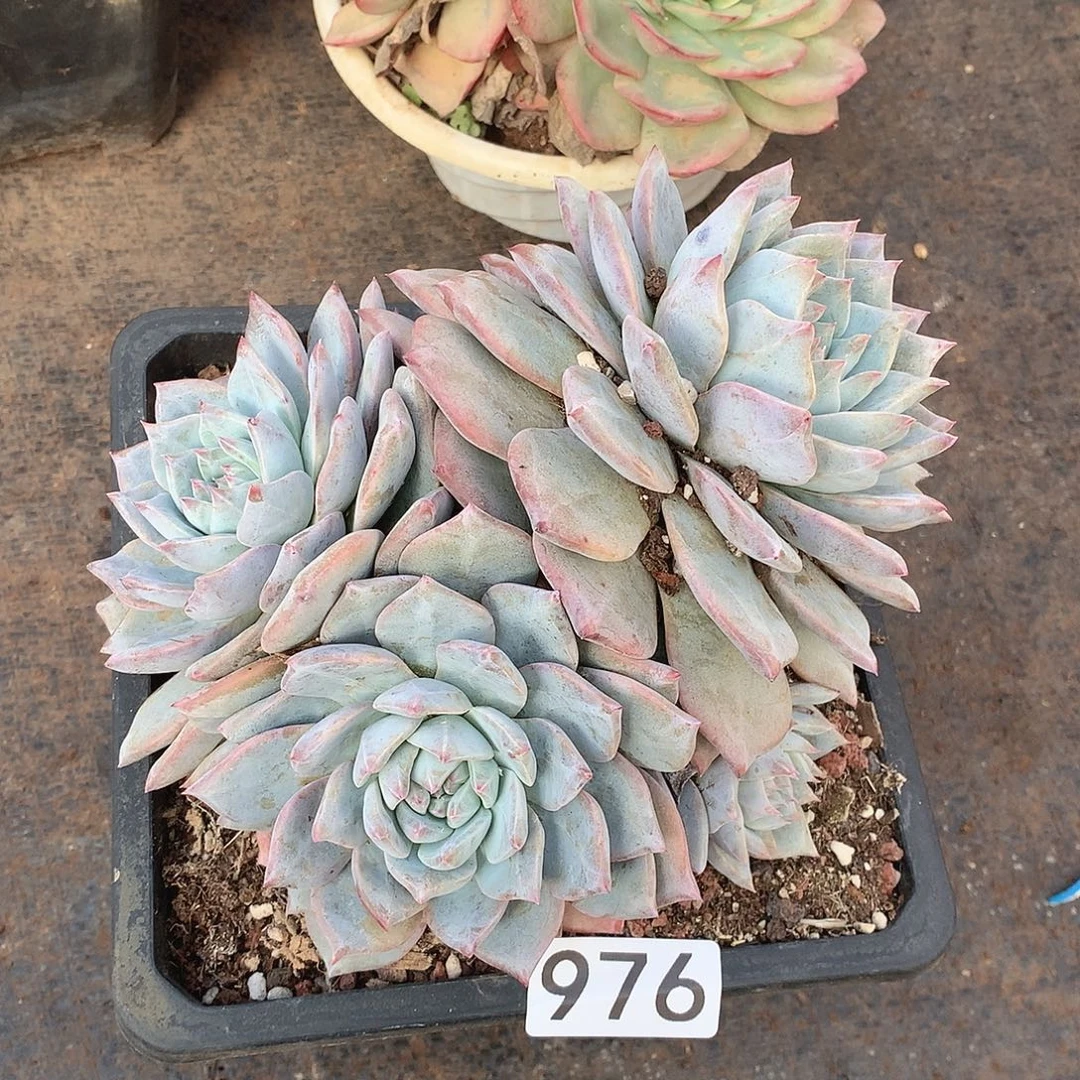 976蓝鸟一物一拍多肉