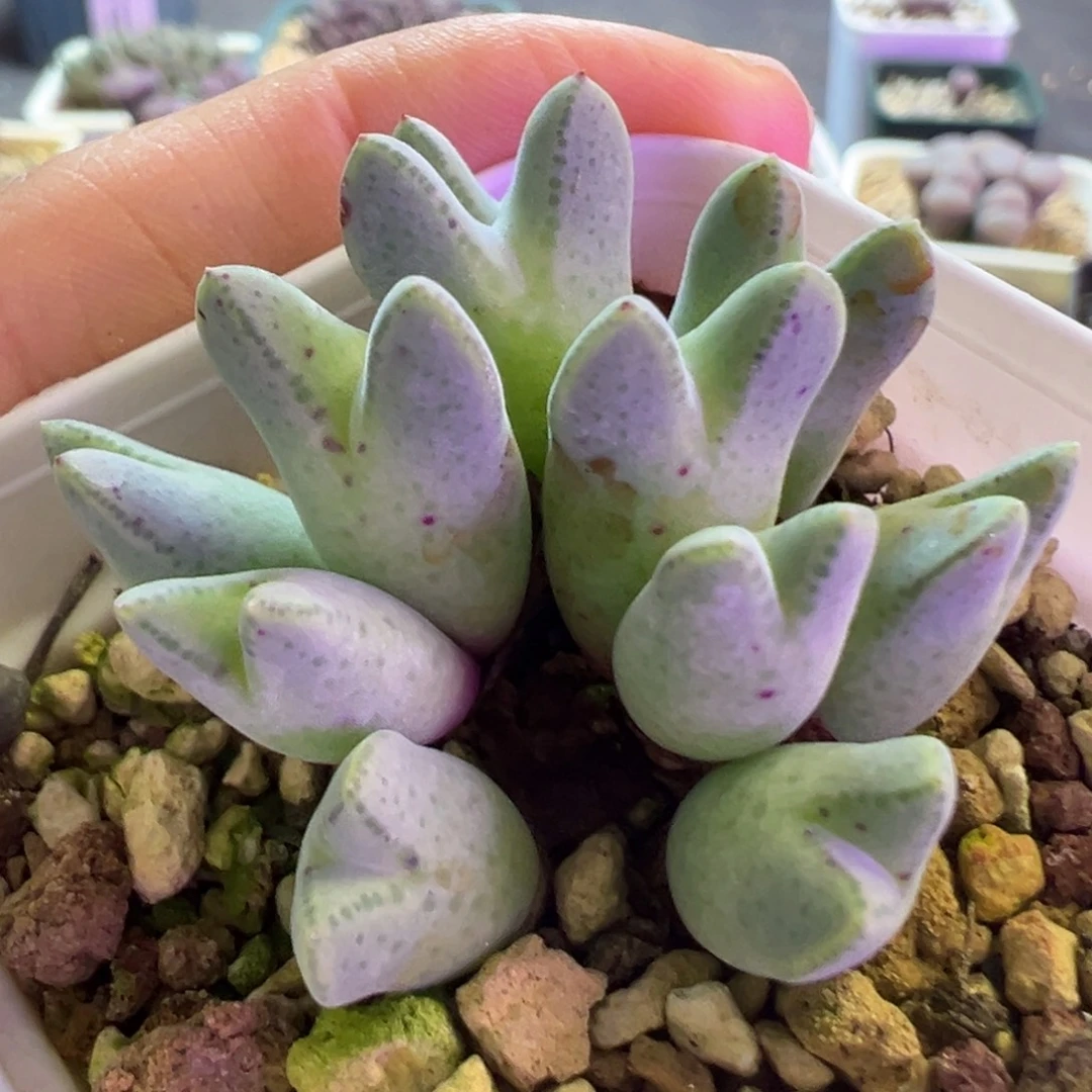 皮卡丘猪蹄杂交 肉锥植物