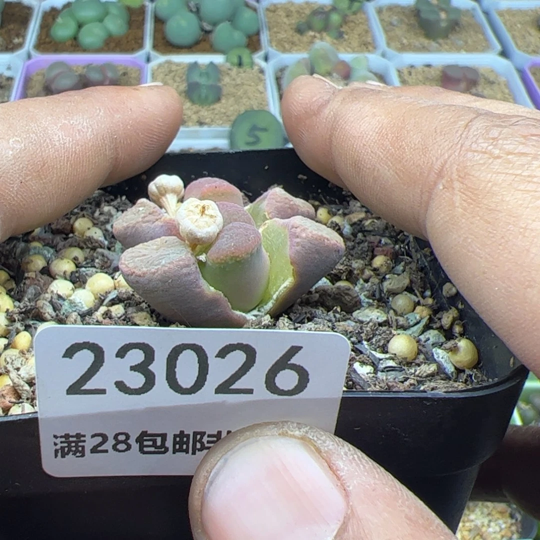 我****肉大家过年好23026