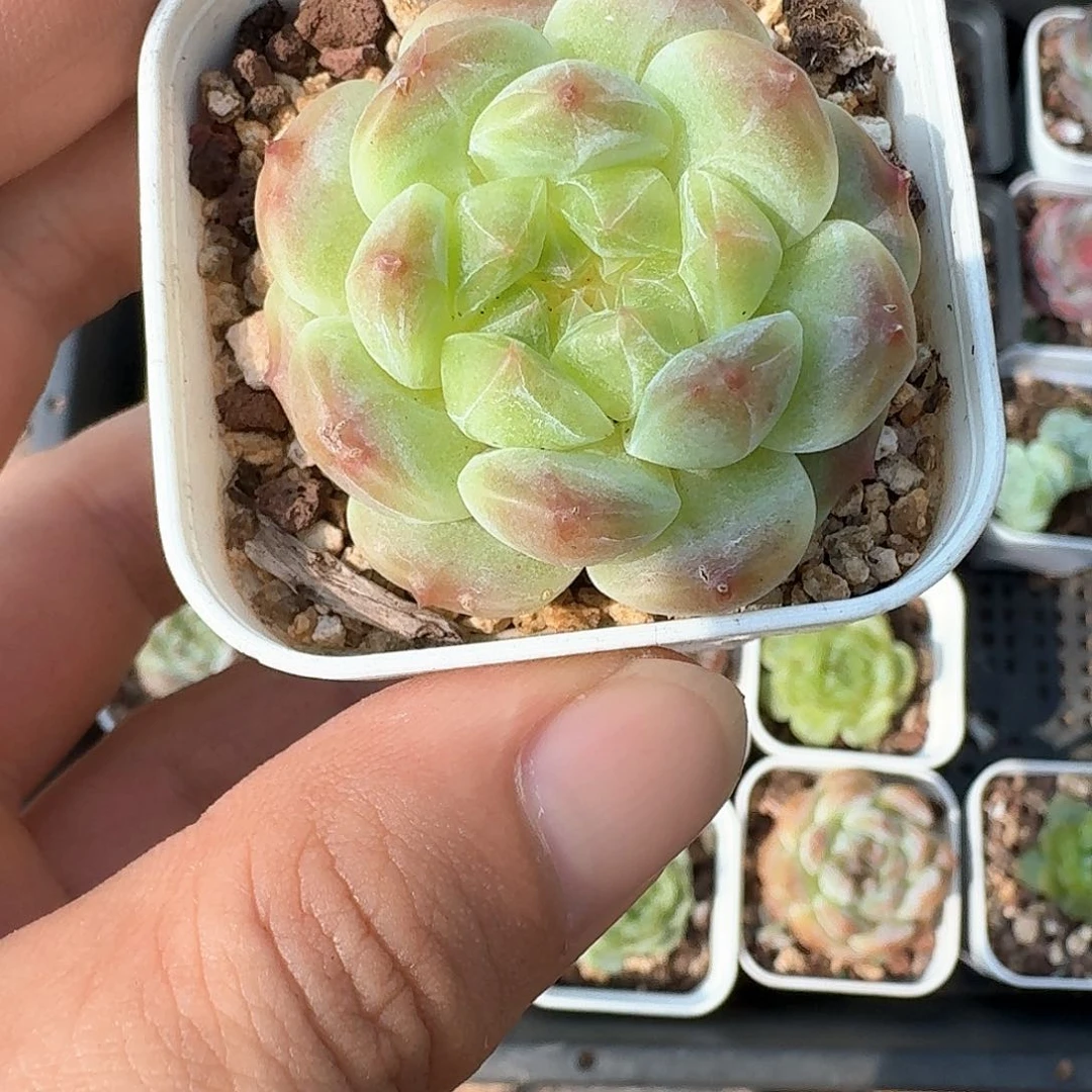 糯心冰魄一物一拍
