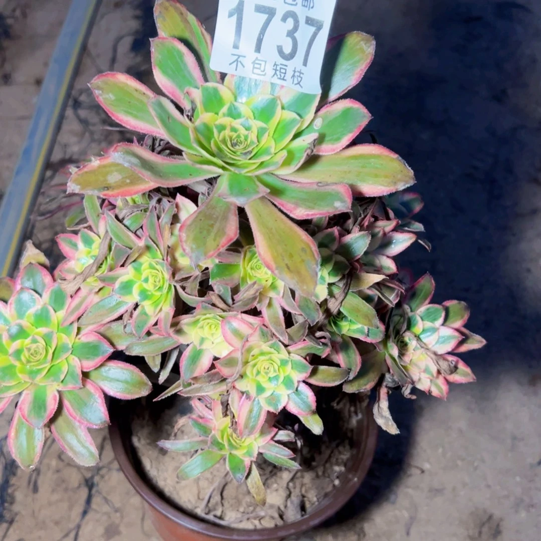 热恋多肉植物法师1737