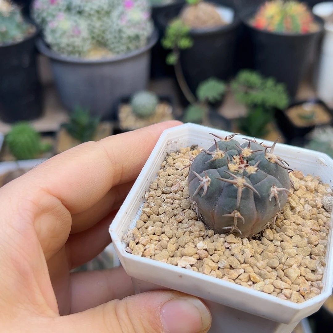 短豪刺猫爪实生球