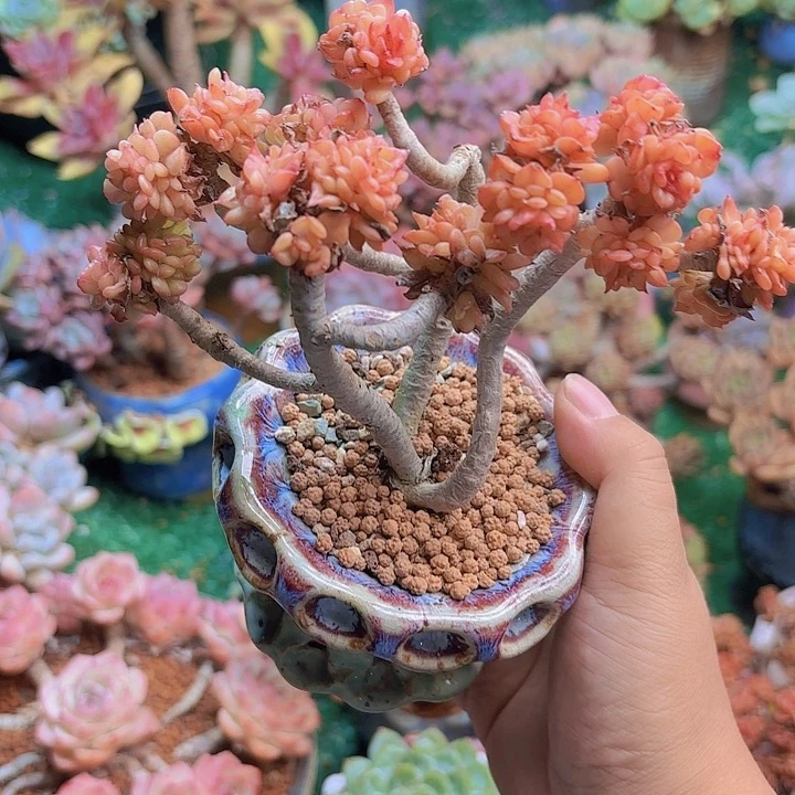 蜡牡丹多肉一颗脱土发快递