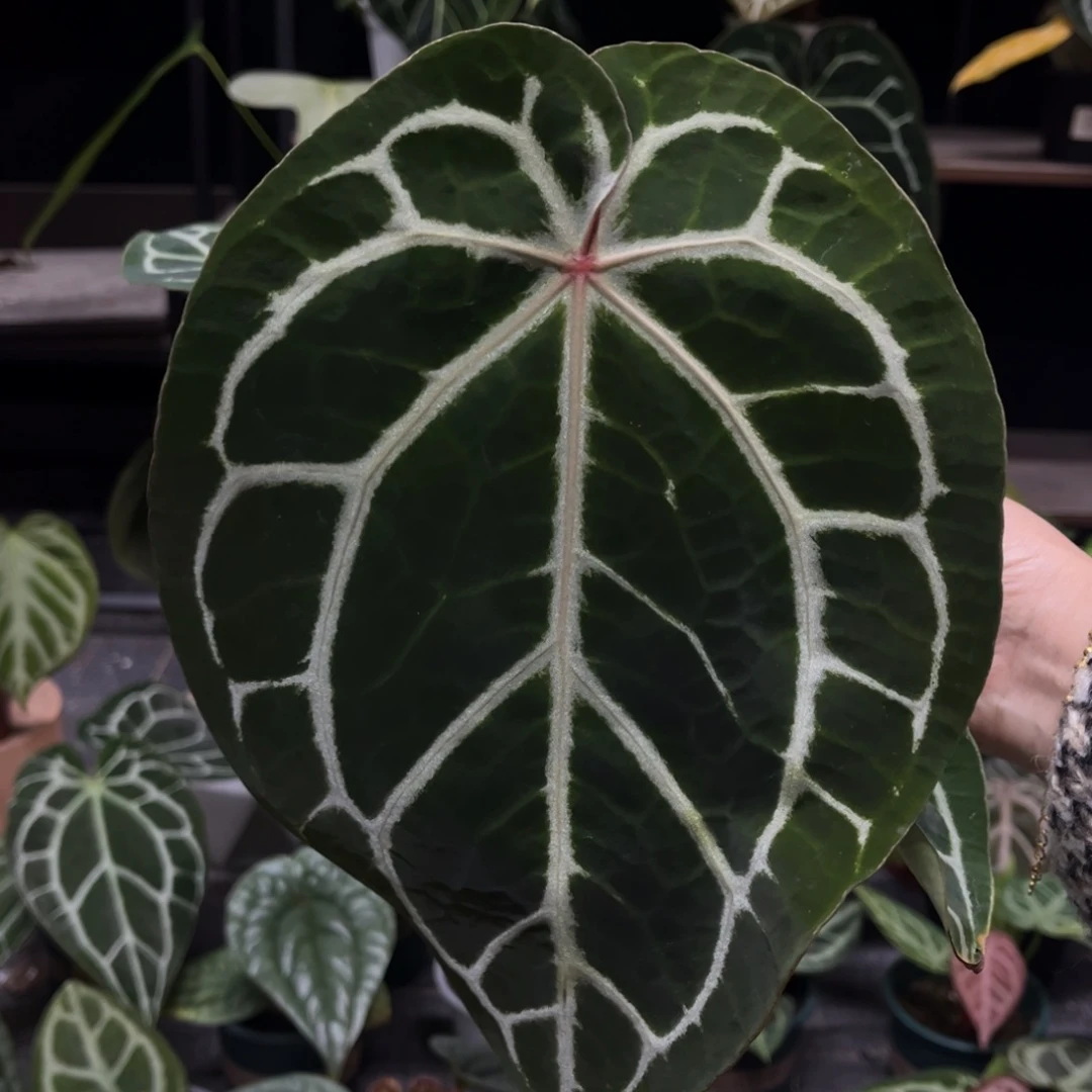 无花朵红水晶杂巴拿马3556