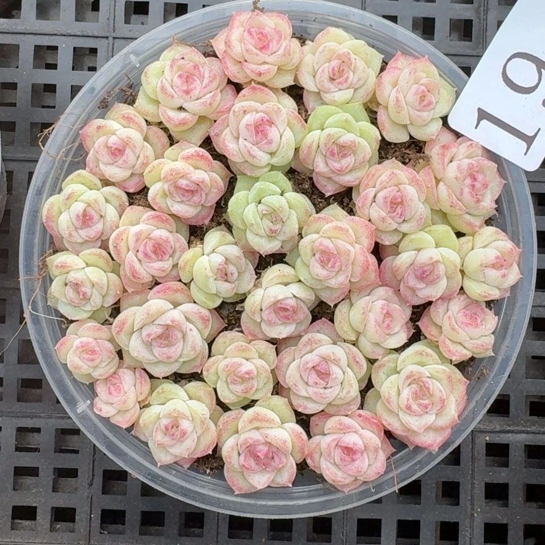 多肉植物多肉植物19