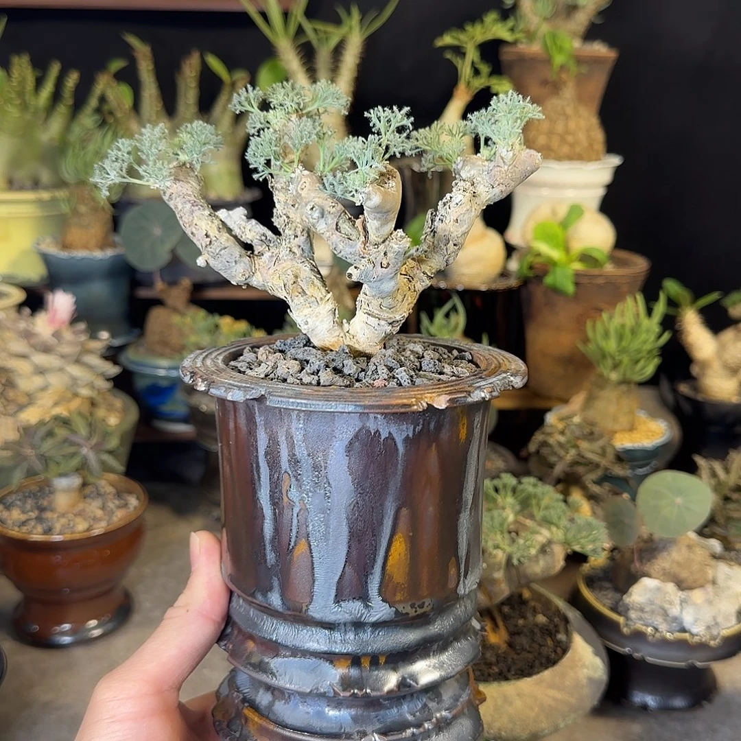 一物一拍黑皮月界